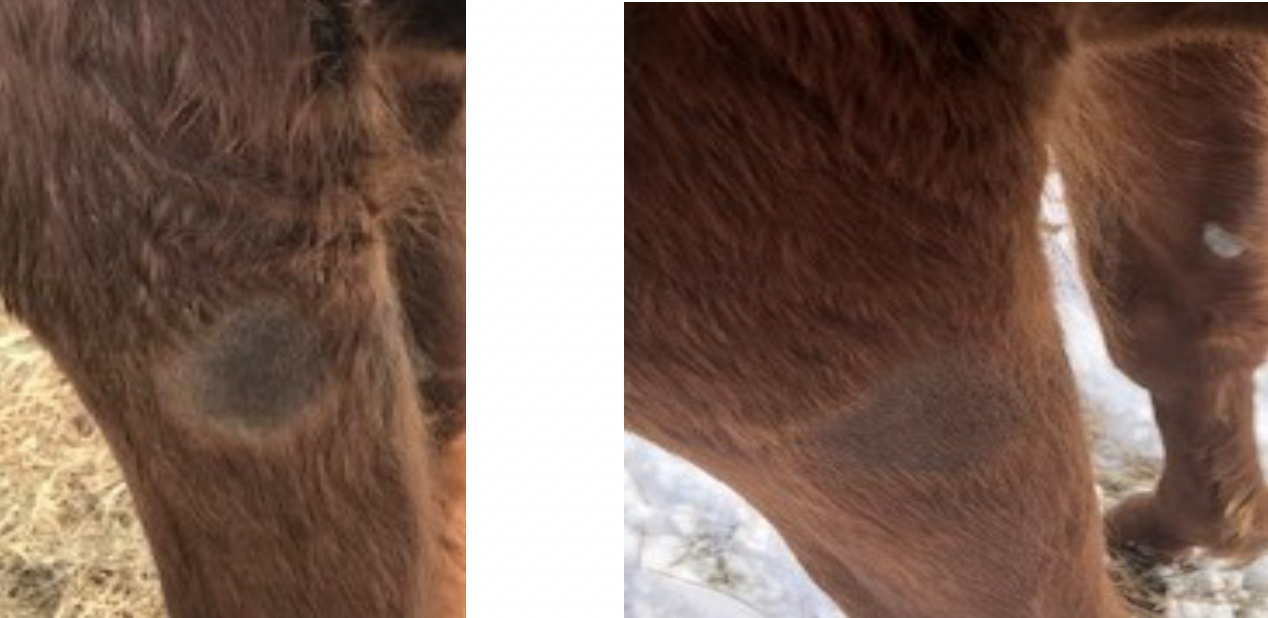Chronic equine scars - taping before and after