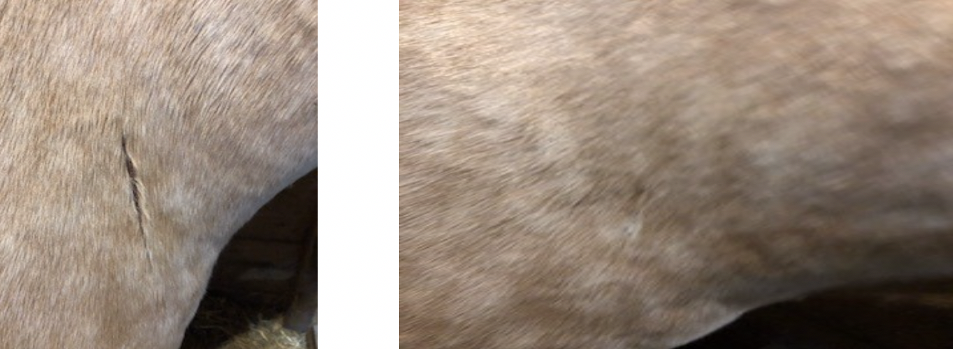 Chronic equine scars - taping before and after